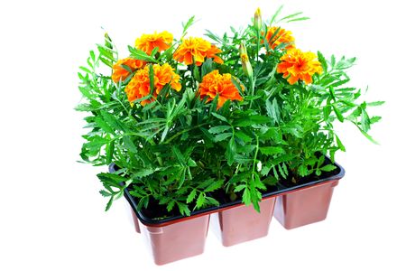 bright orange marigolds in plastic pots on a white backgroundの写真素材