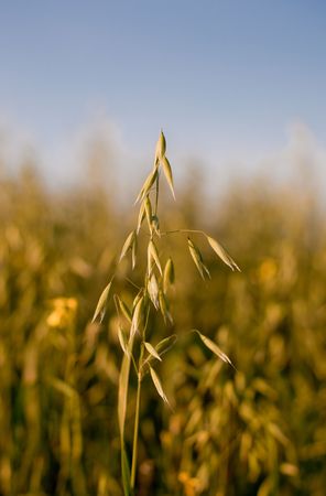 oat in a cereal field. blue sky is a backround. small GRIPの写真素材