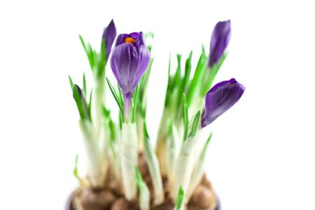 violet crocuses in a pot isolated on white background. small GRIPの写真素材