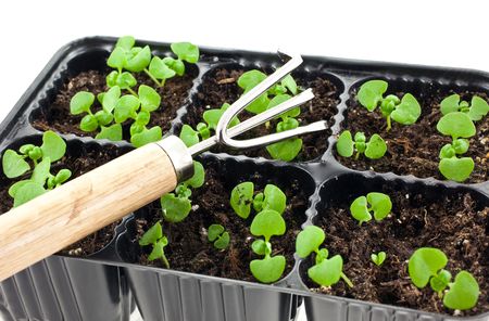 small green basil sprouts and a steel rake in plastic pots on white backgroundの写真素材