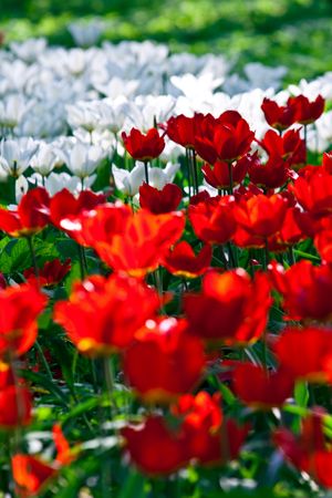 red and white tulips bed. transparent sunny flowers, small GRIP, focus in centre of shotの写真素材