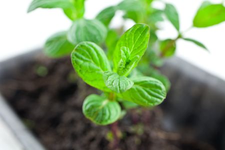 small green mint sprouts in plastic pot on white backgroundの写真素材