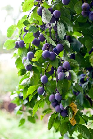 plum tree in overgrown garden. small GRIP. vertical shotの写真素材