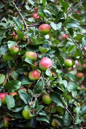 apple tree in overgrown garden. small GRIP. vertical shotの写真素材