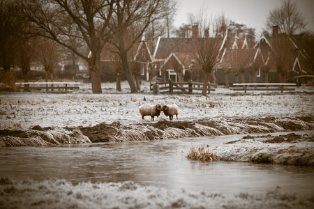 two horned rams on winter frost grass. sepia toned shotの写真素材