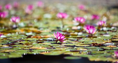 pink water lily flowers. small GRIP. horizontal shotの写真素材