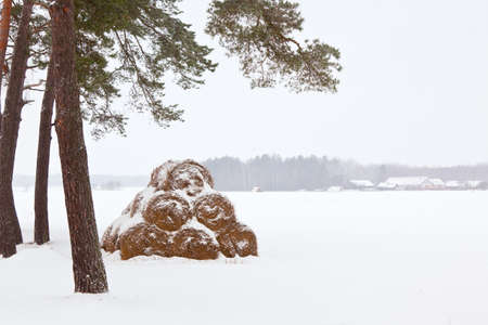 Winter Farm Landscape: haystacks in snow. horizontal shotの写真素材