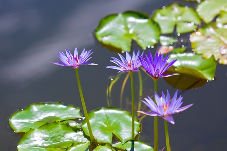 eautiful water lilies at a park pond. horizontal shotの写真素材