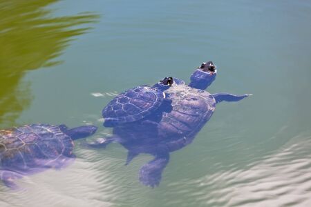 Turtle Family in a pond water. Horizontal shotの写真素材