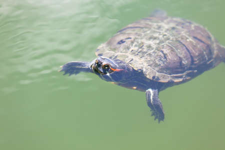 swimming turtle in a pond water. Horizontal shot