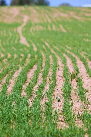 green grass sprout rows field. vertical shotの写真素材