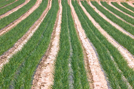 Cultivated field: fresh green onion rows. horizontal shotの写真素材