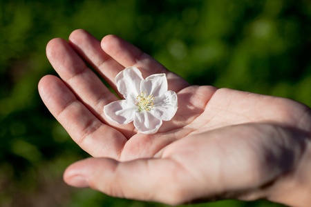 White apple-tree flower on open human palm. Green backgroundの写真素材