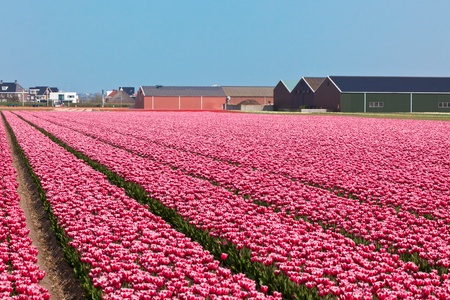 Bright tulip field in Holland. Horizontal shotの写真素材