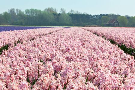 Hyacinth field in Holland. Horizontal shotの写真素材