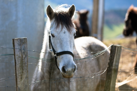 Grey horse in a paddock with wire fenceの写真素材