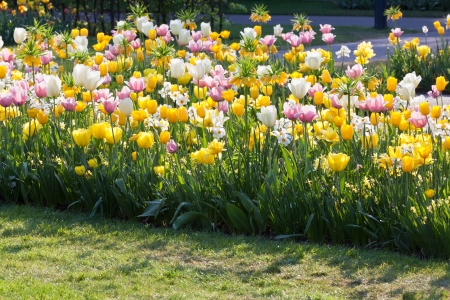 Bright sunny spring flowerbed: tulips and narcissusesの写真素材