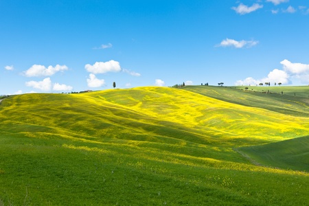 Outdoor Tuscan Valley d'Orcia green and yellow fields view with blue skyの写真素材