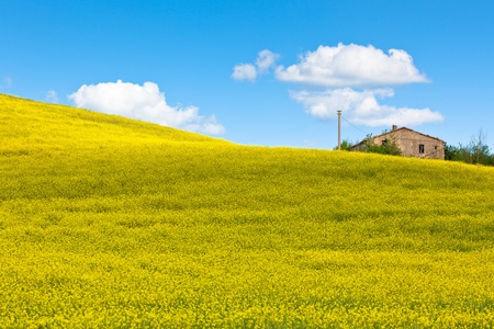 Yellow rape field and bright blue sky landscape
