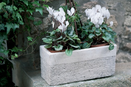 White cyclamen flowers in a stone pot on a street. horizontal toned shot. small GRIPの写真素材