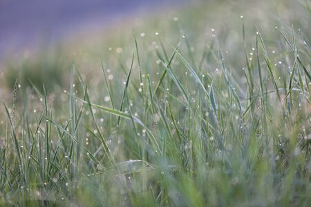 Green grass with Raindrops macro bokeh. Horizontal shotの写真素材