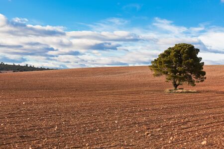 LonelyÊtree against blue sky with clouds andÊcultivatedÊfield.の写真素材