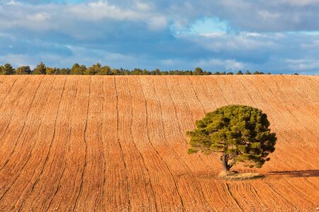 LonelyÊtree against blue sky with clouds andÊcultivatedÊfield.の写真素材