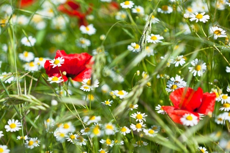 Camomiles and poppies meadow in sunny day. Small GRIPの写真素材