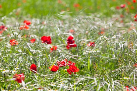 Cereal and poppies meadow in sunny day. Small GRIPの写真素材
