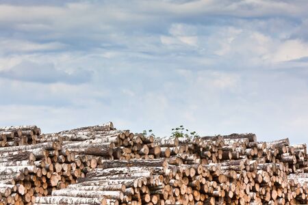 Big pile of logs on a dull sky backgroundの写真素材