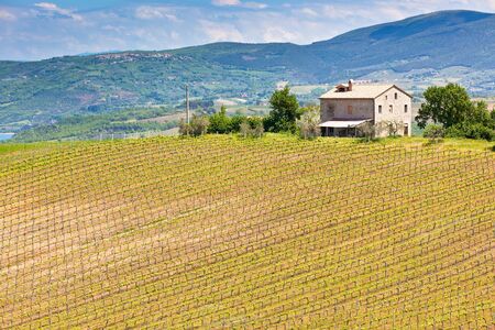 Farmhouse and Vineyard Landscape, Tuscany, Italy. Horizontal shotの写真素材