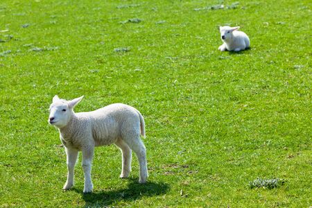 Two lambs on the green grass. Horizontal shotの写真素材