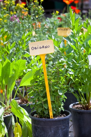 Homegrown herbs seedling pots at the Italian marketの写真素材