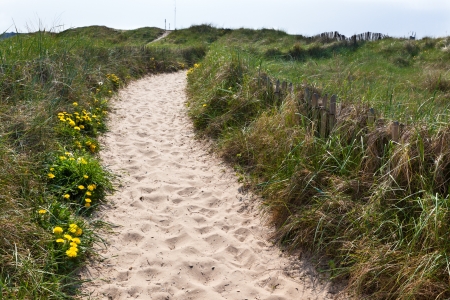 Sand footpath through dunes at the beach in Netherlandsの写真素材