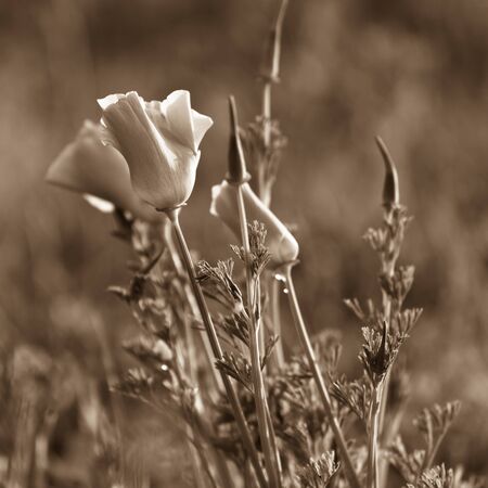 Poppies in a summer meadow. Sepia toned imageの写真素材