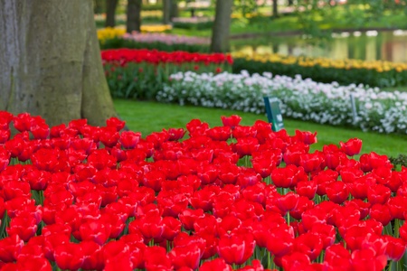 Bright flowerbed in Keukenhof - famous Holland spring flower parkの写真素材