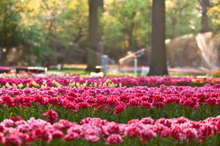 Tulips in sunset light. Bright flowerbed in Keukenhof - famous Holland spring flower park. Small GRIP shotの写真素材