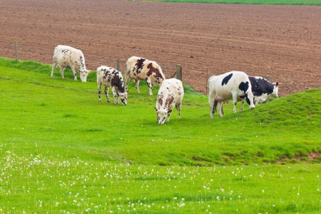 Cows Herd at the Green Meadow. Horizontal shotの写真素材