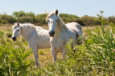 Two White Horses in a Green Field. Horizontal shotの写真素材