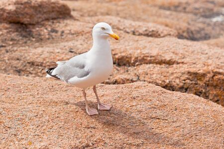 White seagull on the large granite stone near the seaの写真素材