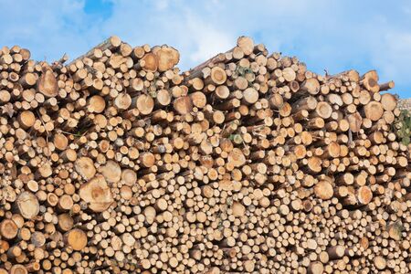 Big pile of logs on a blue sky background. Horizontal shotの写真素材