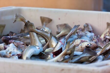 Catch of the day - Fresh Fish in Shipping Container