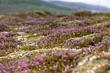 Blooming moss growing on lava and stone fields in Iceland at summer