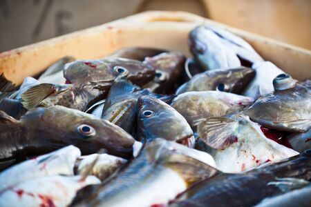 Catch of the day - Fresh Fish in Shipping Container. Horizontal shot