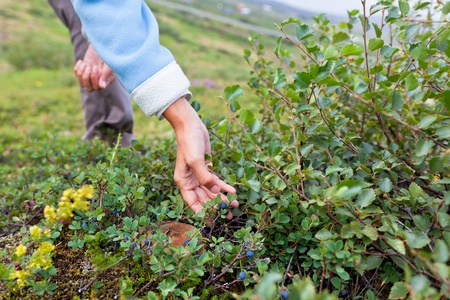 Human Hand and a Bush of a Ripe Blueberry at the Summer Icelandの写真素材