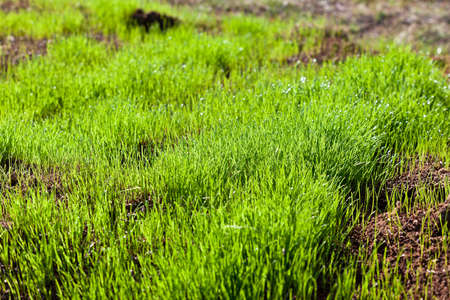Fresh Green Grass Meadow at Spring. Horizontal shot