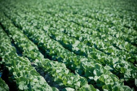 Cultivated field: fresh green salad bed rows. horizontal shotの写真素材