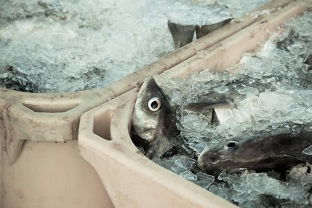 Catch of the day - Fresh Fish in Shipping Plastic Containers  Toned image