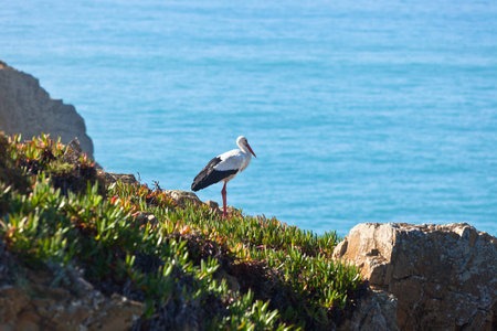 Stork  on a Cliff at Western Coast of Portugal  Horizontal shot