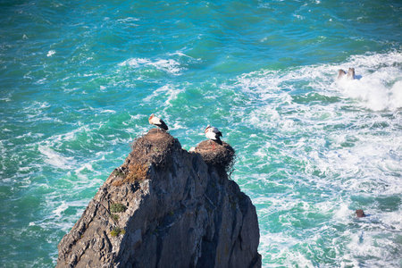 Storks on a Cliff at Western Coast of Portugalの写真素材